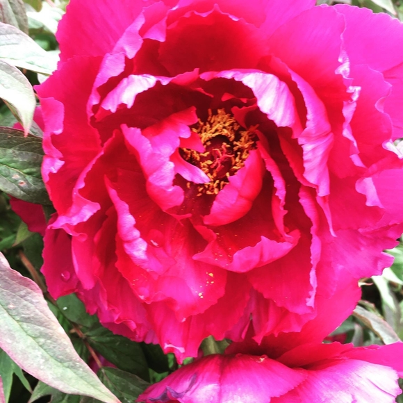 Meet your Posher, Sundown - Picture 1 of 1